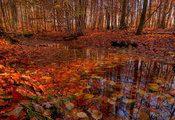 деревья, осень, Лес, листва, речка, ручей