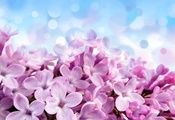 Pale red-violet flowers, красивые, фон, цветы, голубой, лиловые