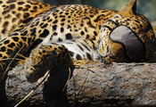 Леопард, кошка, повязка, спит