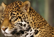 jaguar, кошка, пятна, Ягуар