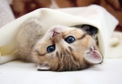 cat, кот, киса, голубые глаза, глаза, лапочка, Кошка