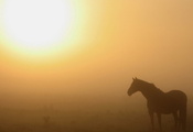 Утро, природа, конь, туман
