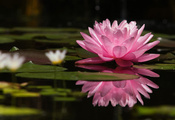 лотос, Природа, цветок, водная лилия, розовый, кувшинка