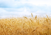 пшеница, фото, колосья, обои, картинки, урожай, поле, колосок, Природа, кол ...