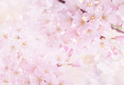 цветение, лепестки, вишня, цветы, розовый, Сакура