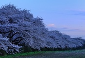 sakura, evening, prefectual park in kitakami, cherry blossoms, kitakami ten ...
