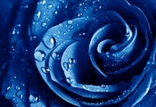 макро, роза, The blue rose, голубая