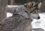 Wolf, волк, взгляд, шерсть