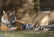 тигры, животные, Природа