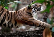 природа, Тигр, animals
