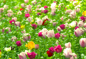 растения, природа, Тюльпаны, поле, весна, цветы