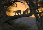 Африка, дерево, кошки, природа, кения