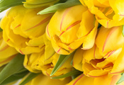 много, бутон, весенние обои, тюльпаны, Цветы, желтый