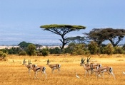 antelopes, антилопы, safari, Savanna, африка, african landscape, саванна