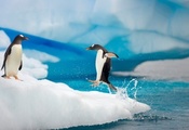 лёд, Океан, пара, пингвины, брызги, капли, прыжок, лапы
