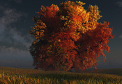 digital, трава, Red and gold, дерево, осень