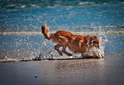 играет, Собака, вода, море, песок