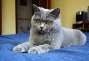 , серый, кот, кошка, синий фон, Глаза, лапы