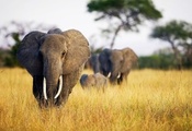 природа, Слоны, саванна, photo, animal