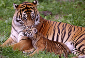 тигрёнок, тигры, Тигрица, малыш, мама