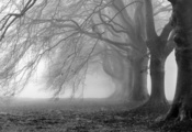 ветви, туман, белое, фото, ветки, черное, фон, Деревья