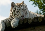 Белый тигр, морда, white tiger, лапы, отдых