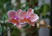 beautiful wallpapers, pink, Orchid, цветы, экзотика, blossom, phalaenopsis
