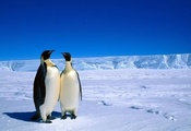 антарктика, Животные, пингвины