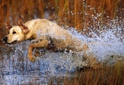 вода, брызги, Пес, собака, прыжок