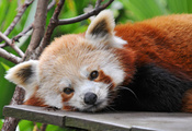 Красная панда, смотрит, firefox