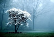 ветви, туман, дерево, растения, Природа, деревья, вечер