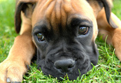 маленький, puppy, лапы, боксер, Boxer, нос, смотрит, глаза