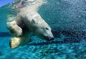 Медведь, под водой, белый медведь, вода, пузыри