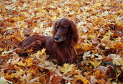 друг, листья, Собака, осень