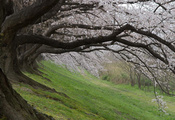 Japan, япония, sakura, spring, сакура, цветущая вишня, cherry blossoms