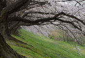 Japan, япония, sakura, spring, сакура, цветущая вишня, cherry blossoms Japan, япония, sakura, spring, сакура, цветущая вишня, cherry blossoms