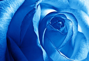 лепестки, Rose, цветы, роза, синяя, flower, blue, beautiful nature wallpape ...