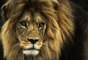 царь зверей, лев, Lion