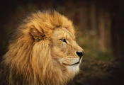 Лев, грива, царь