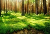 стволы, свет, Лес, зелень, сосны, обрыв, трава, деревья