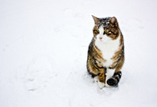 Кошка, кот, зима, снег