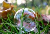 макро, пузырь, листья, газон, Парк, трава, мыльный, фото