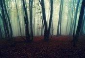 фон, обои, осень, туман, лес, деревья, Природа, листья