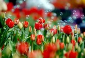 цветы, весна, Тюльпаны, цветок, тюльпан, мыльные пузыри