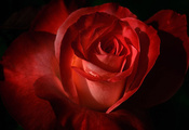 rose, бутон, лепестки, Роза, цветок
