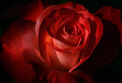 rose, бутон, лепестки, Роза, цветок rose, бутон, лепестки, Роза, цветок