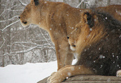 царь зверей, животные, Лев, снег, кошки, зима, львица