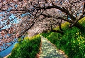 зеленая, деревья, дорожка, река, Весна, цветущая сакура