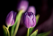 тюльпаны, лепестки, Цветы, фиолетовые, весна