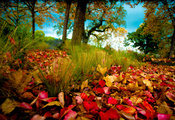 осень, листва, Природа, деревья